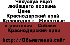 Чихуахуа ищет любящего хозяина › Цена ­ 10 000 - Краснодарский край, Краснодар г. Животные и растения » Собаки   . Краснодарский край